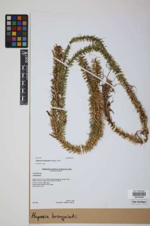 Phlegmariurus brongniartii (Spring) B. &Oslash;llg.
