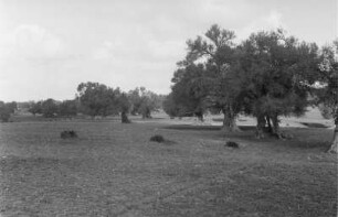 Auf der Olivenplantage (Libyen-Reise 1938)
