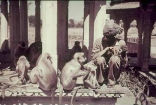 Reisefotos Indien. Mann, Rhesusaffen fütternd (wahrscheinlich in einem Tempel)