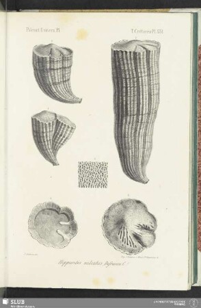 Pl. 531
