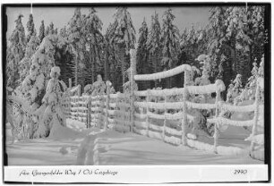 Im Deutschen Winterwald. Am Georgenfelder Weg, Osterzgebirge
