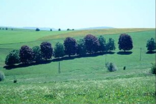 Reihe Laubbäume in der Landschaft