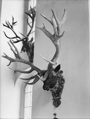 Rothirschgeweih : Zwei Geweihe auf geschnitztem Hirschkopf. Rechts: 24-Ender (Werkstatt J. B. Thomae (?)und Werkstatt J. Ch. Kirchner (?); Horn, vergoldet, bemalt; Dresden, vor 1730). Moritzburg, Schloss, Großer Speisesaal (auch Geweihsaal genannt)