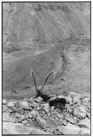 En Gedi. Verendeter Steinbock