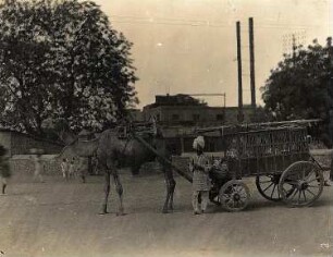 Bombay, Indien: Einheimischer vor Postwagen mit Kamel