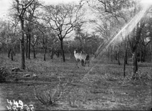 Antilopen : Im Krüger-Nationalpark fotografierte, nicht näher benannte Antilopenart.