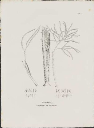 Tab. 8. Geonoma