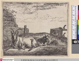 [Wiederkäuende Ziegen; Recumbent Goats]