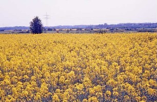 Glinde: blühendes Rapsfeld