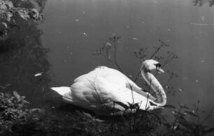 Triebischtal-Semmelsberg. Schwan