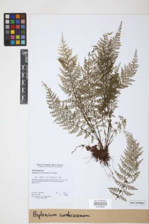 Asplenium corderoanum Proctor