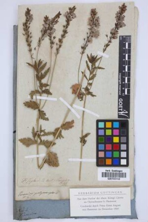 Veronica polymorpha W.