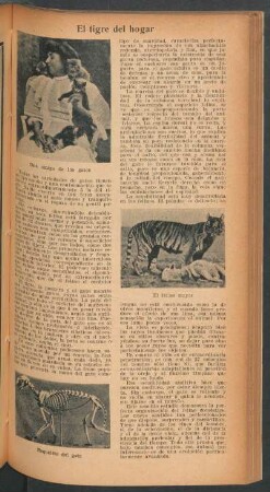 El tigre del hogar