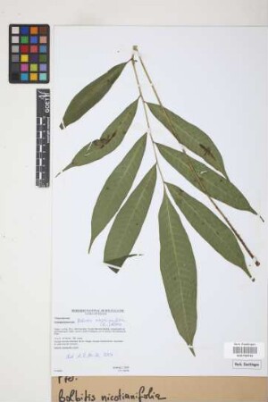 Bolbitis nicotianifolia Alston, 1932