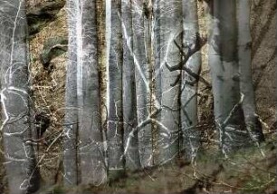 Parallele Harmonie II