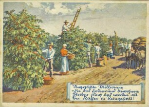 Ernte auf einer Kaffee-Plantage [R]