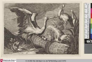 [Drei Störche an einem Ufer; Storks]