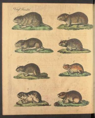 Tafel XV.: Vierf. Thiere.