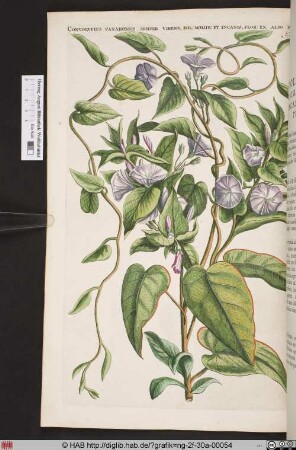 CONVOLVULUS CANARIENSIS SEMPER VIRENS.