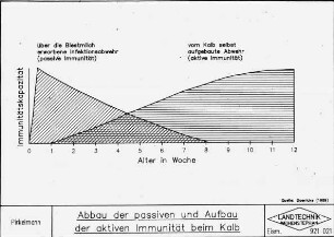 Abbau der passiven und Aufbau der aktiven Immunität beim Kalb