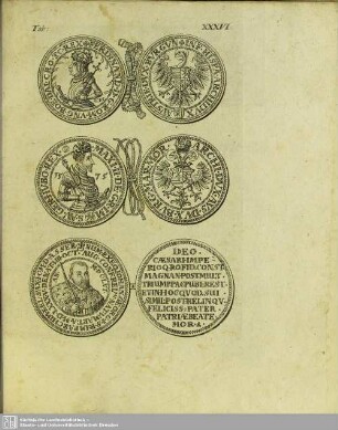 Tab. XXXVI.