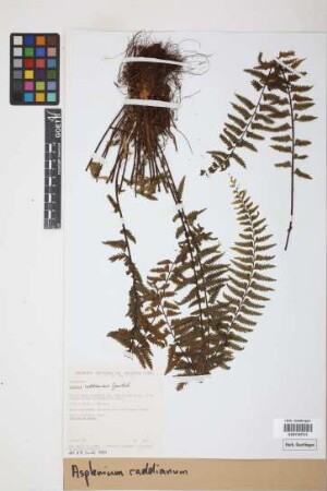 Asplenium raddianum Gaudich.