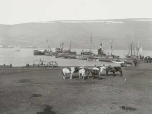 Akureyri (Island). Gesattelte Pferde und Fischereihafen gegen die in den Eyjafjord vorspringende Landzunge mit der Strandgata