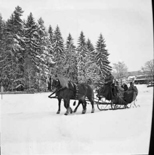 Pferdeschlitten im Hochschwarzwald