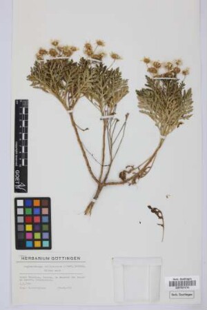 Argyranthemum callichrysum (Svent.) Humphries