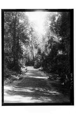 Straße in Thailand : Thailand. Straße durch den Dschungel, 1908/1913