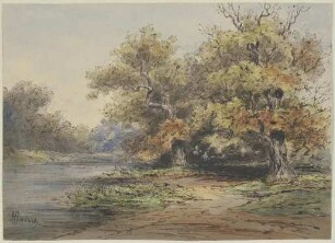 Seeufer mit hohen Bäumen