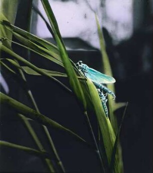 Insekten. Libelle (Odonata), ausschlüpfend