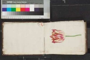 Illustration: rote Tulpe; Blatt 11