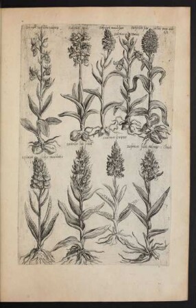 Taf. 63. [Satirion]