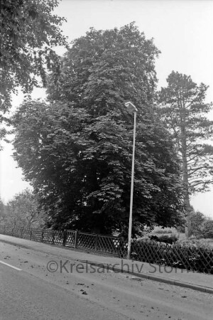 Naturdenkmal: Kastanie: davor Jägerzaun, Straßenlampe und Straße: hinten weitere Bäume
