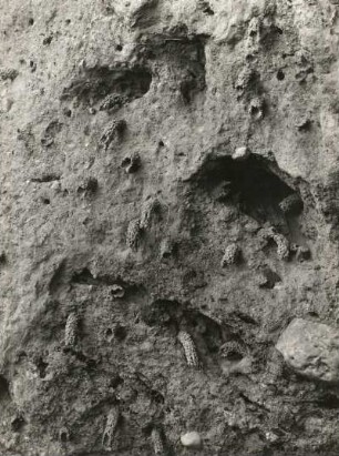 Wand-Pelzbiene (Antophora parietina). Zugänge zu den Nestern