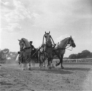 Reiterspiele in Markkleeberg. Galloppierendes Dreiergespann