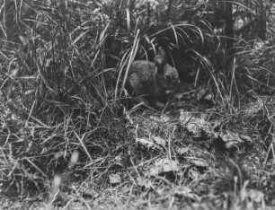 Wildkaninchen : Juveniles Wildkaninchen (Oryctolagus cuniculus Linnaeus).