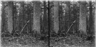 Im Wald : Blick in einen Wald.