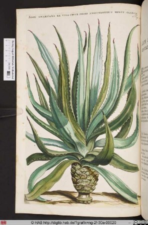 ALOE AMERICANA EX VERA CRUCE FOLIIS ANGUSTIORIBUS MINUS GLAUCIS.