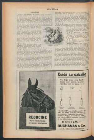 Avicultura : Consultas
