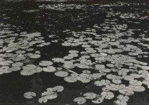 Friedewald. Seerosenteich mit Beständen der Weißen Seerose (Nymphaea alba).
