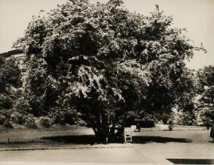 Frühling. Blühender Baum in einer Parkanlage