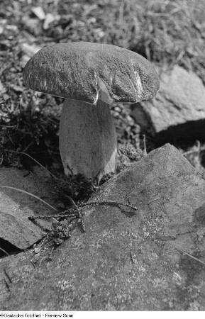 Pilz