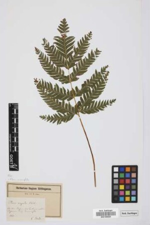 Pteris arguta Ait.