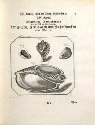 Neues systematisches Conchylien-Cabinet, 3