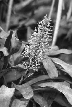 Ananas-Blüte im Botanischen Garten