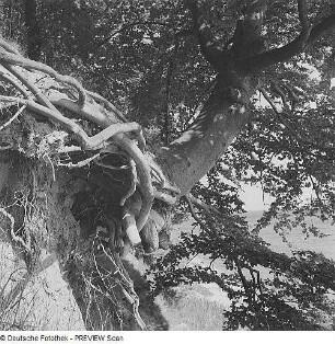 Buche bei Lauterbach auf Rügen