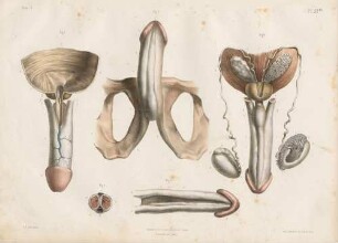 Geschlechtsorgane und Harnwege des Mannes