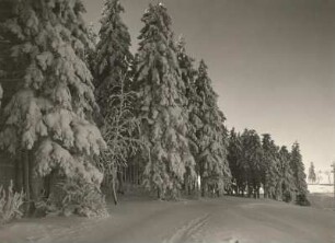 Am Rande des Winterwaldes bei Zinnwald